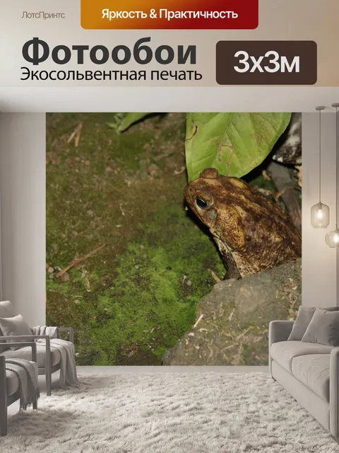 Фотообои Коста-Рика Лягушка Жаба