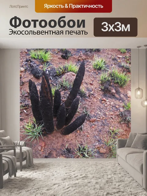Фотообои черная лилия