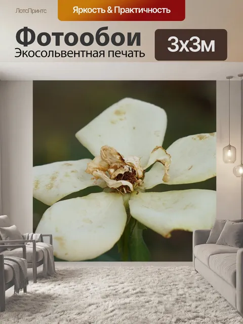 Фотообои Роза