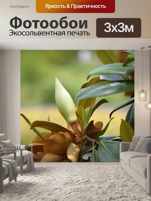Фотообои Магнолия цветок