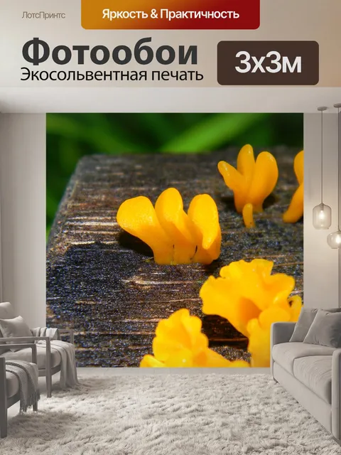 Фотообои Грибок