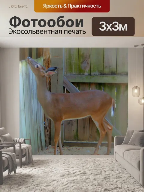 Фотообои Белый хвост оленя