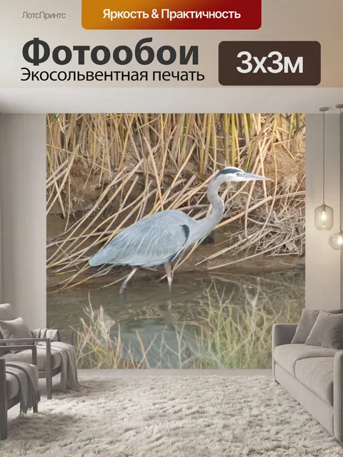 Фотообои Большая голубая цапля