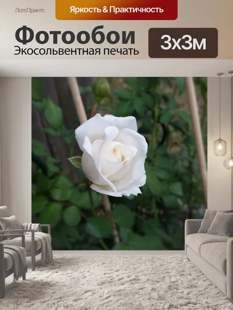 Фотообои Белый бутон розы