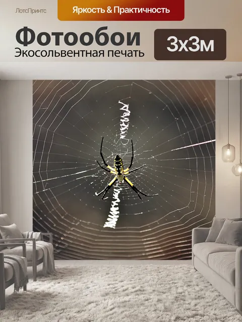 Фотообои Аргиопа Паук и Веб