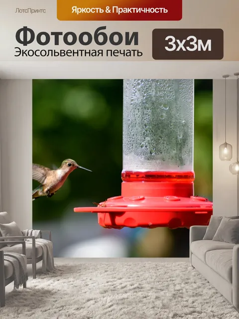 Фотообои Кормление колибри