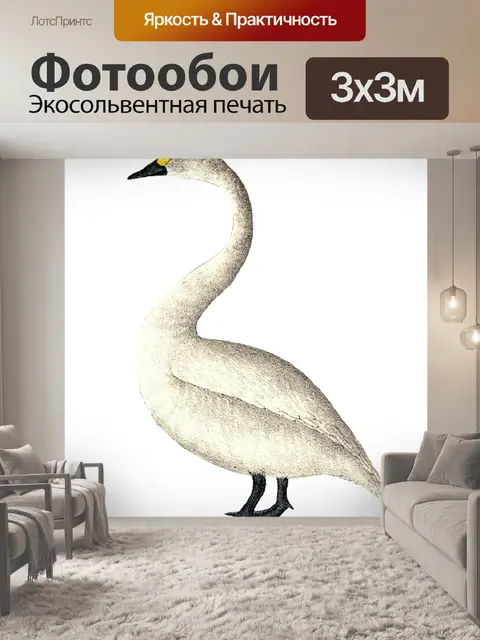 Фотообои Лебедь-трубач