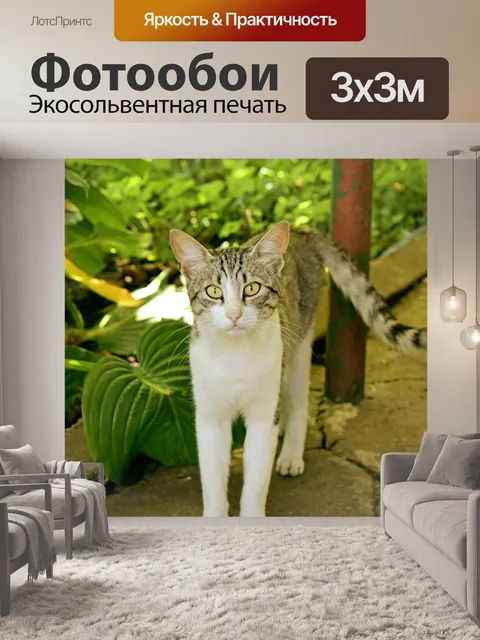 Фотообои Кошка
