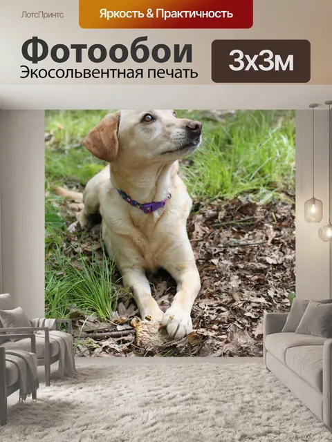 Фотообои Собака