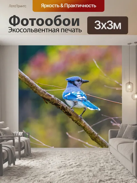 Фотообои Голубая сойка