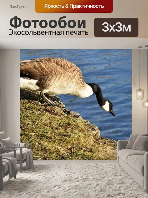 Фотообои Гусь