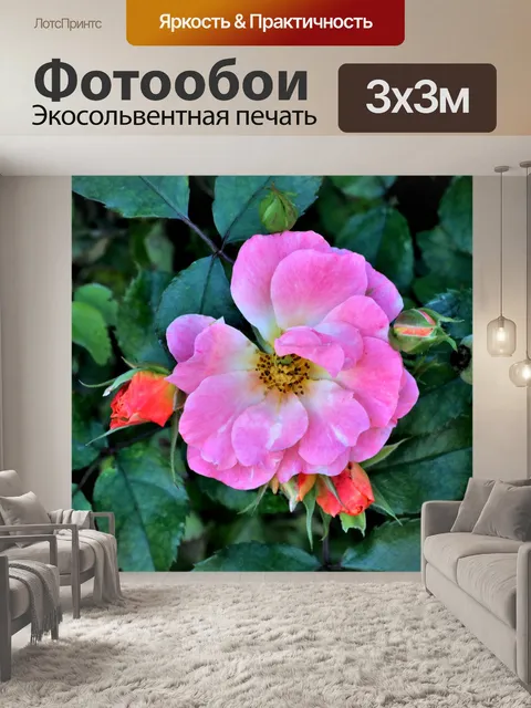 Фотообои Розовая роза и почки