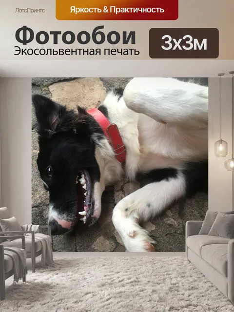 Фотообои Собака