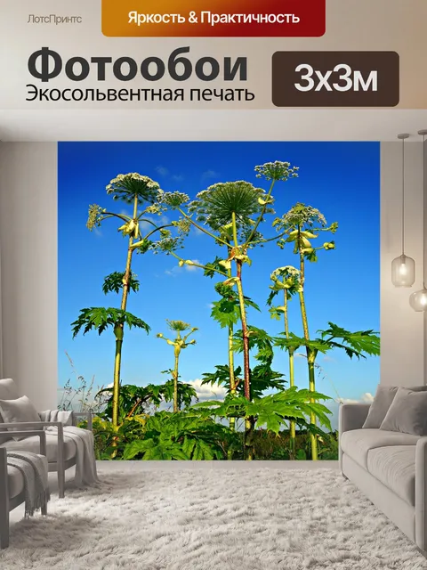 Фотообои Гигантский борщевик