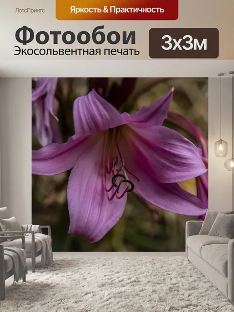 Фотообои Розовый цветок лилии крупным планом