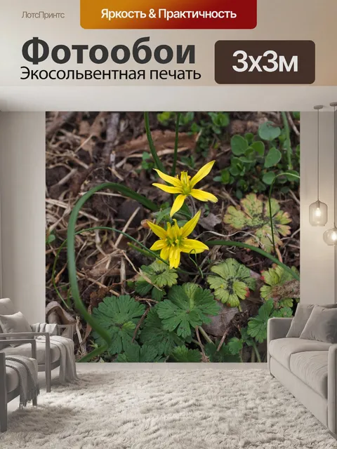 Фотообои Лес желтая звезда