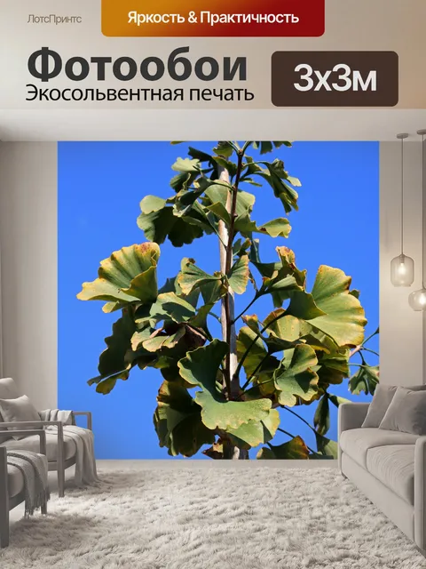 Фотообои изменение листьев зеленого гинкго билоба