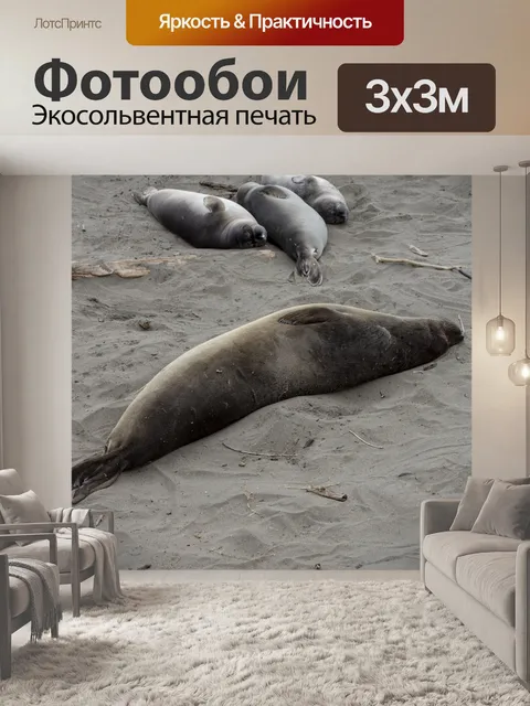 Фотообои Морские слоны