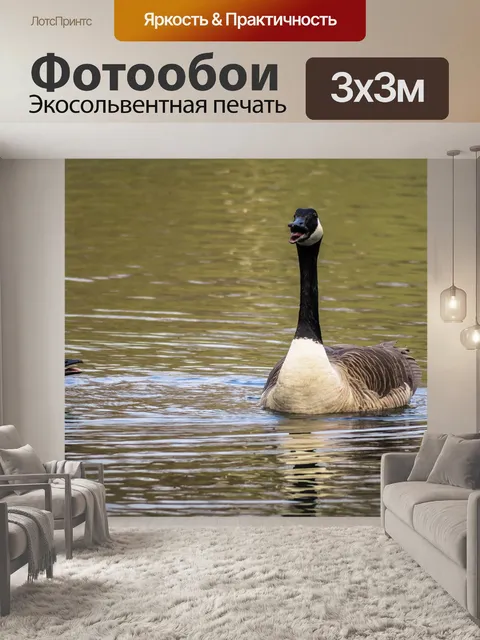 Фотообои Канадский гусь