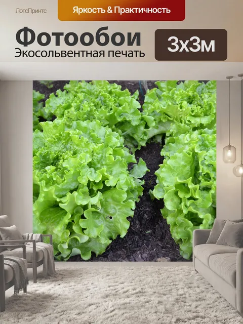 Фотообои Зеленый салат