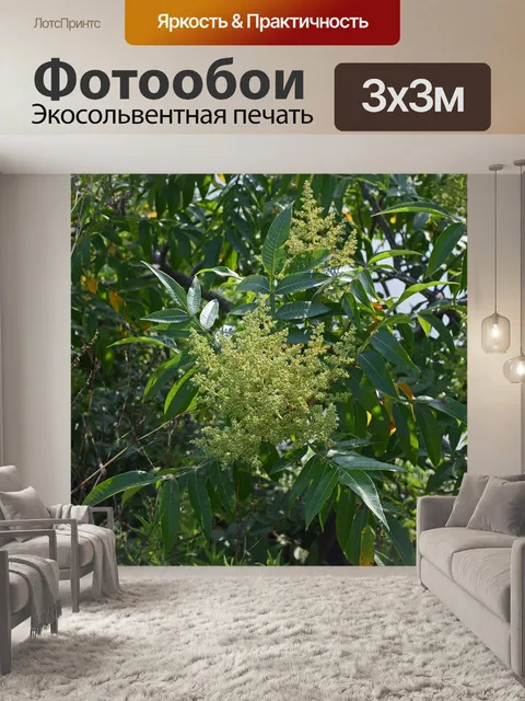 Фотообои Скумпия бутоны
