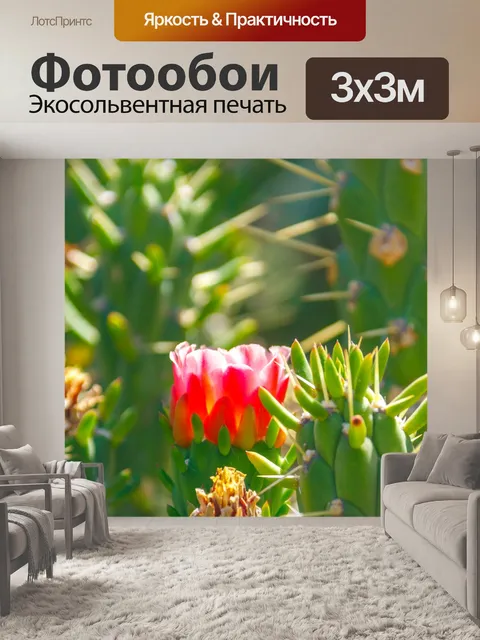 Фотообои цветущие кактусы