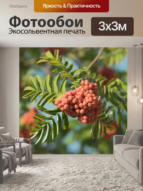 Фотообои Ягоды рябины