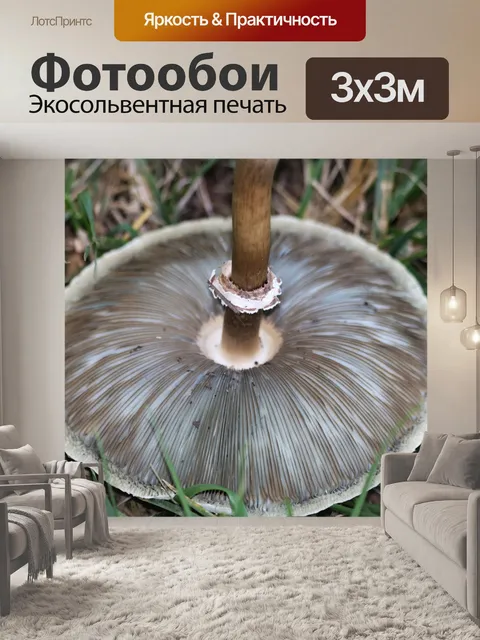 Фотообои Нижняя часть зонтика гриба