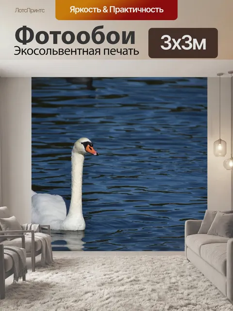 Фотообои Лебедь плавание на голубом озере