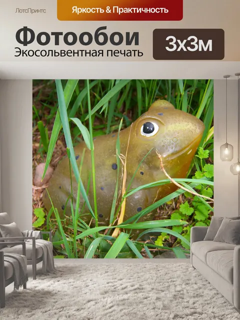 Фотообои Лягушка
