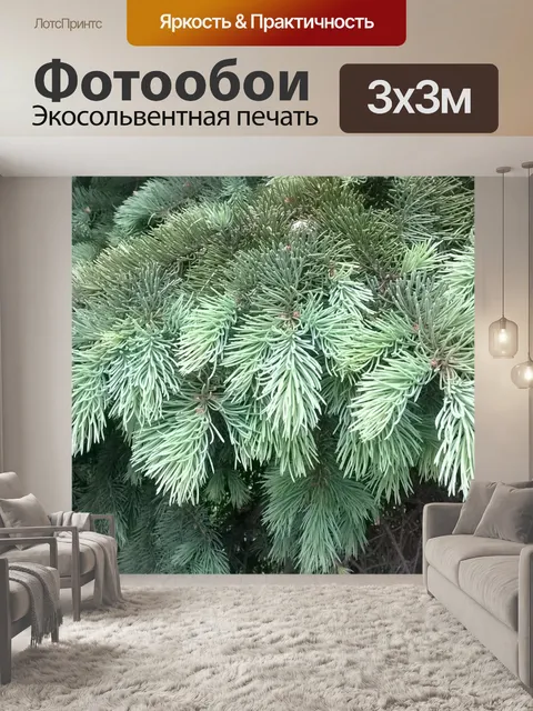 Фотообои Хвойный