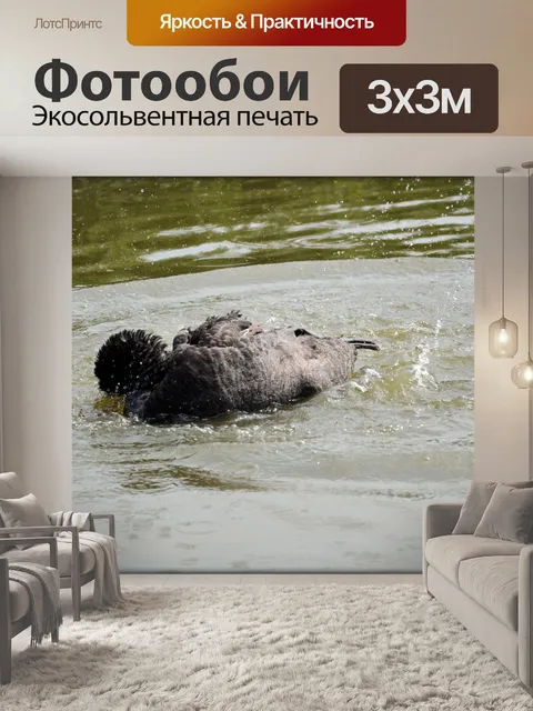 Фотообои Черный лебедь серия 1, водный балет 4