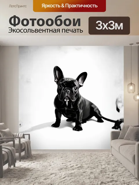 Фотообои на белом фоне расположился черный французский бульдог, который выглядит очень благородно