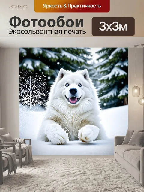 Фотообои самоед, играющий в снегу, бросает снежки вокруг