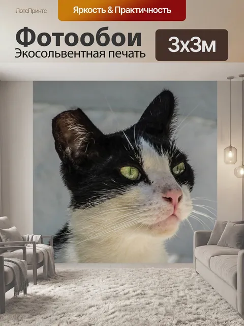 Фотообои Кошка