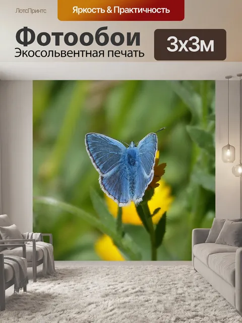 Фотообои Псевдофилоты паноптес