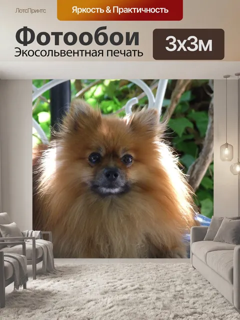 Фотообои Собака