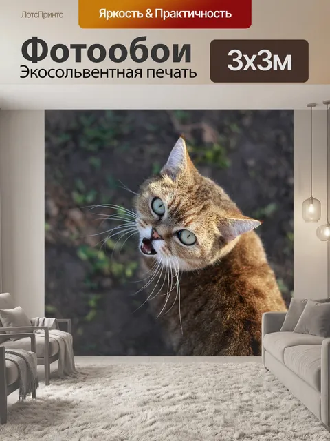 Фотообои Кошка
