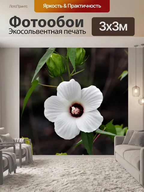 Фотообои Белое болото Роза мальвы