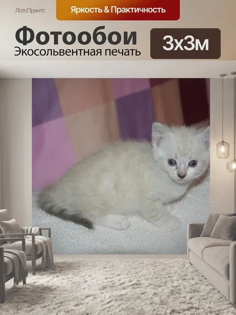 Фотообои Кот котенок, домашние животные,