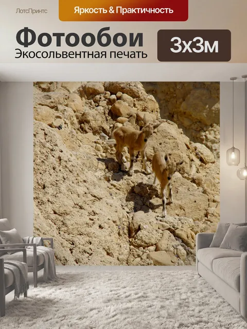 Фотообои Крупный план двух горных оленей горного