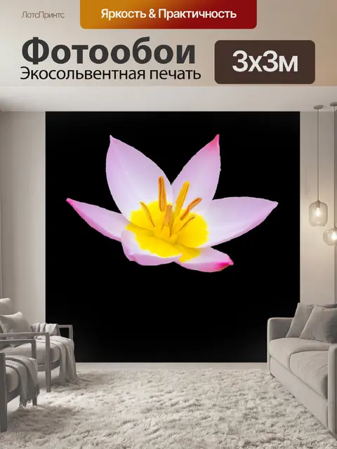 Фотообои Весенняя звезда цветок