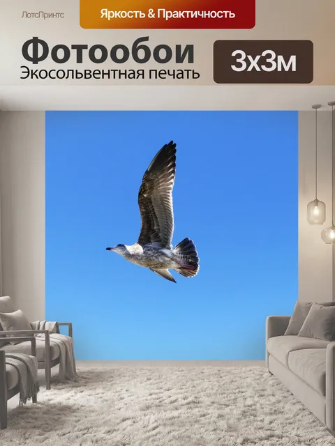 Фотообои Чайка в полете