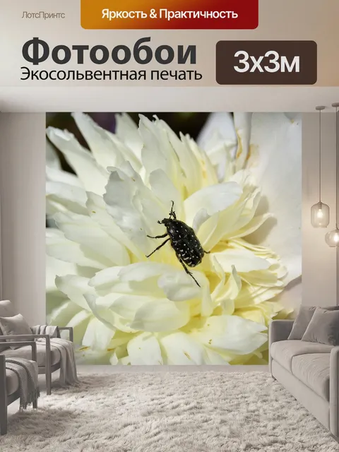 Фотообои Коровка на белой розе