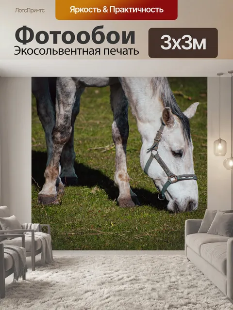 Фотообои Лошадь, ездовое животное, млекопитающее