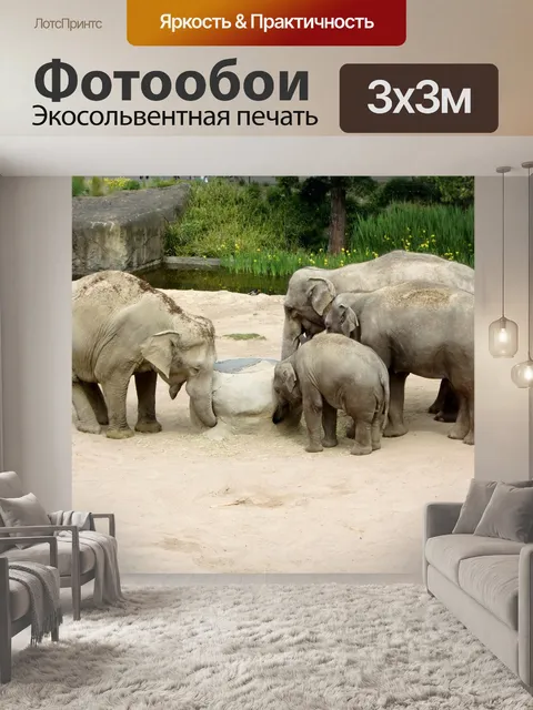 Фотообои Слон