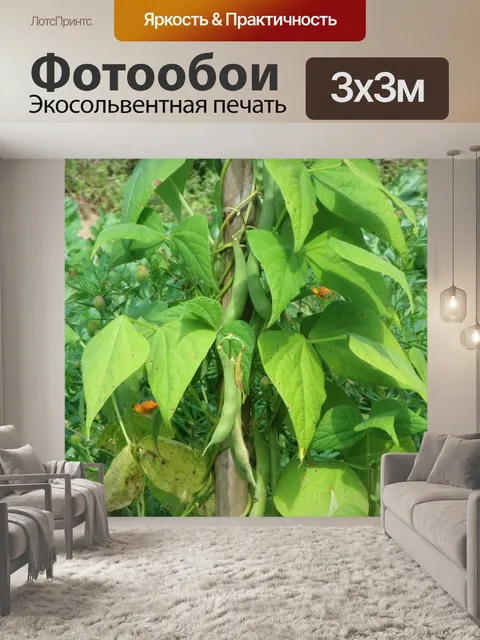 Фотообои Бобовый стебель