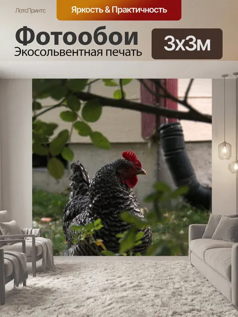 Фотообои Курица
