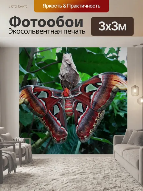 Фотообои Атлас бабочек