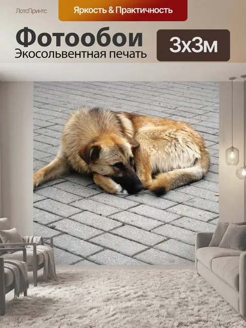 Фотообои Собака спит на улице